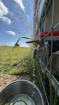 Rural Tails Dog Exercise Park