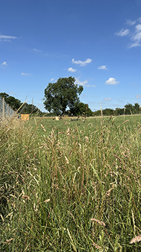 Rural Tails Dog Exercise Park