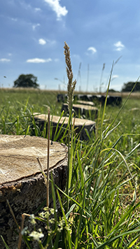 Rural Tails Dog Exercise Park