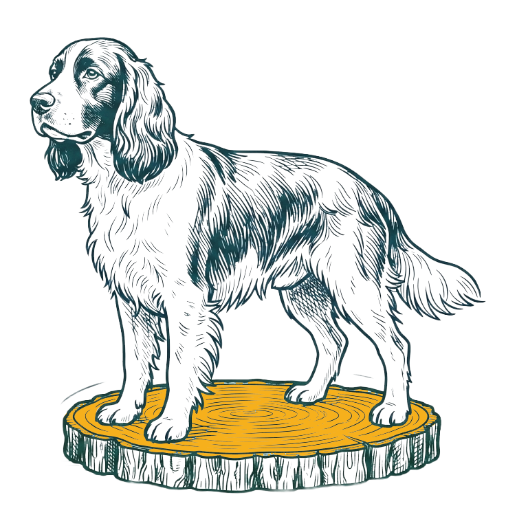 springer spaniel