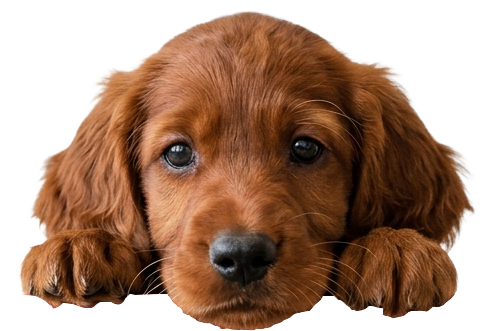 red setter peeking