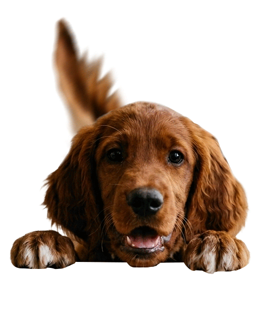 tail wag web